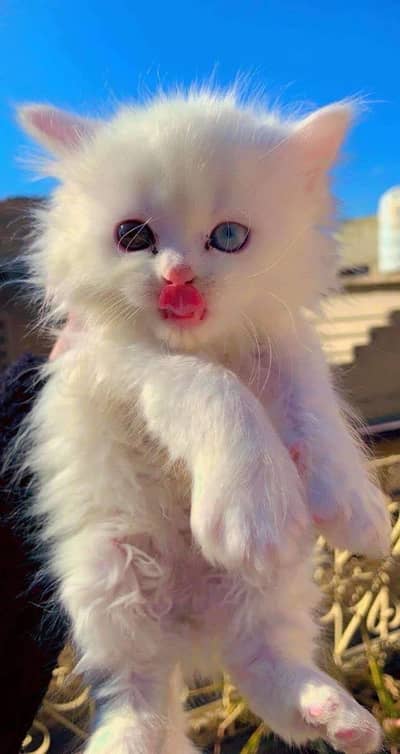 Persian kitten Blue Eyes & Odd Eyes Male/Female
