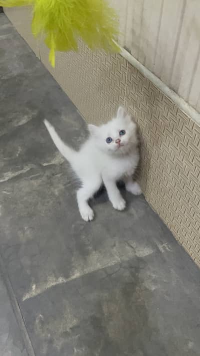 Persian kitten / Double coated / 03247627801 WhatsApp / Hazel eyes /
