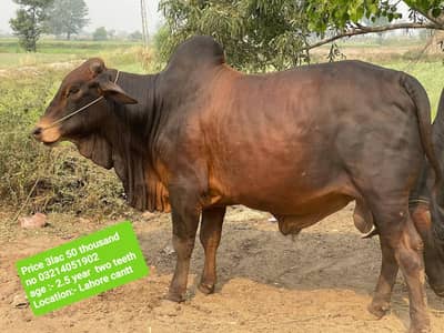 cow for qurbani