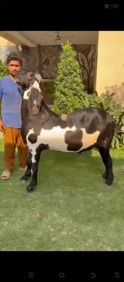 Bakra for sale
