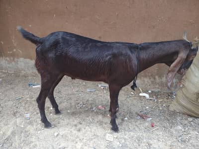 2 dant Bakra full active