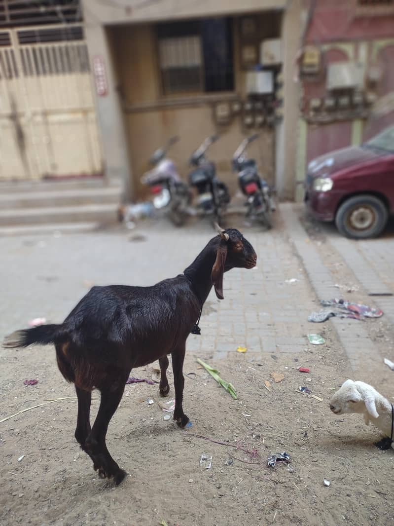 2 dant Bakra full active 1