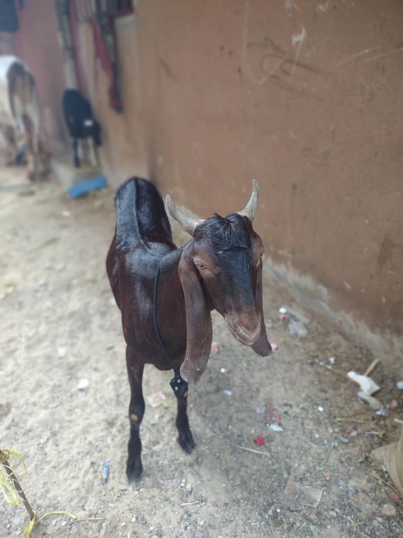 2 dant Bakra full active 2