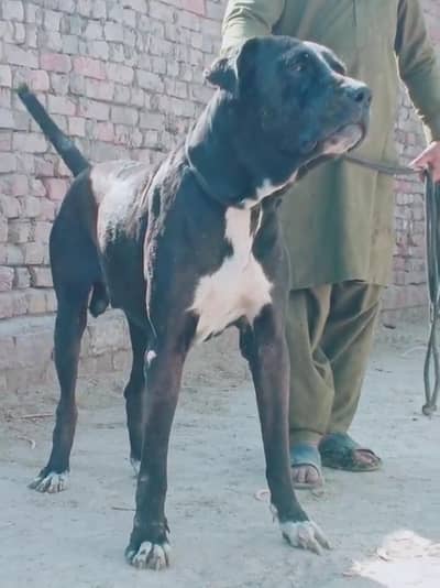 bully male contact 03226658743