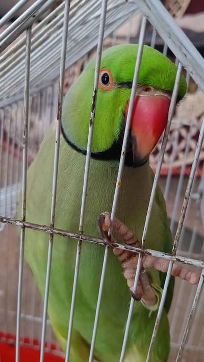 green ringneck talking parrots pair for urgent sale in karachi