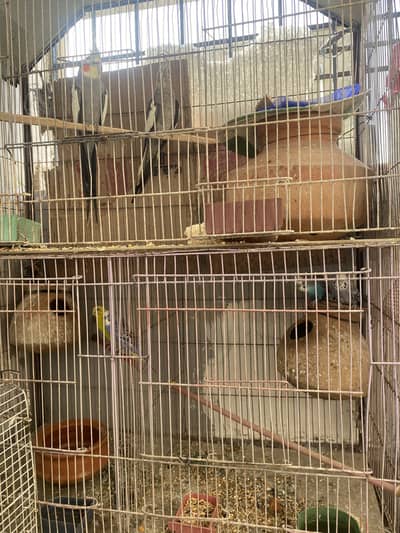 Handtamed coctails / fisher / kashmiri raw breeder pair / fisher