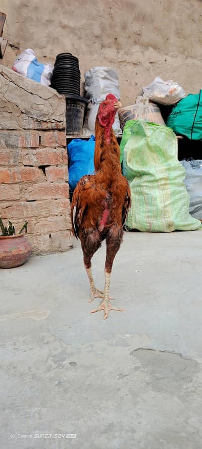 Aseel Shamo beautiful murga for sale