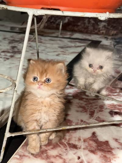 Punch face (kittens