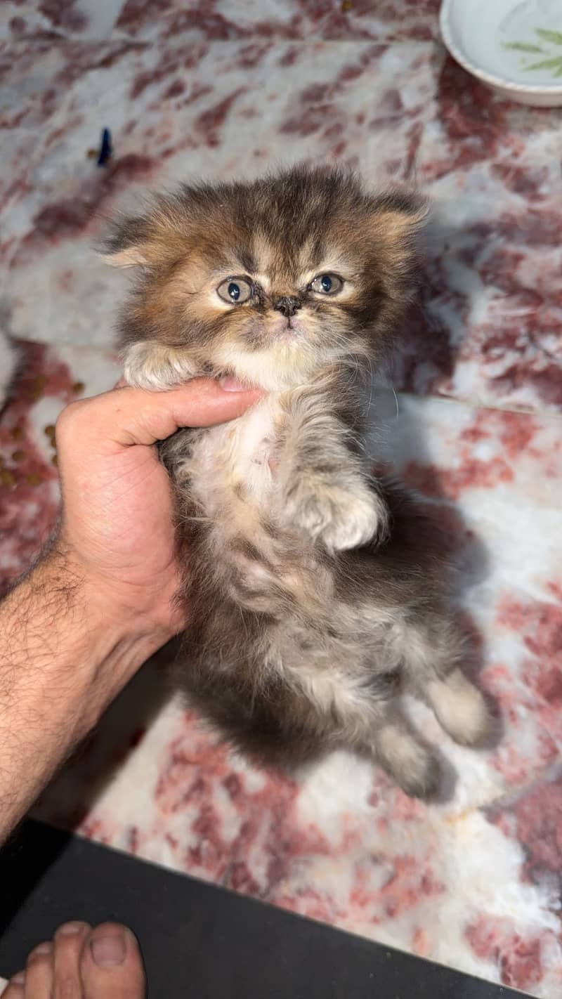 Punch face (kittens 1