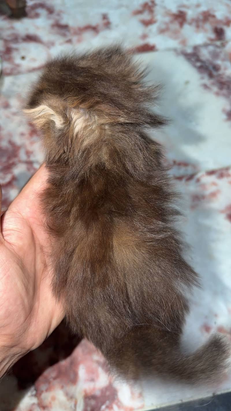 Punch face (kittens 2