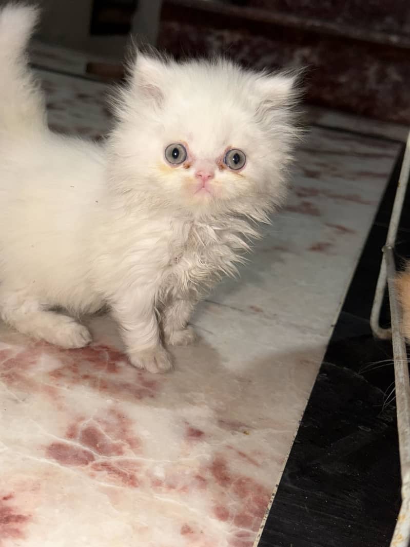 Punch face (kittens 3