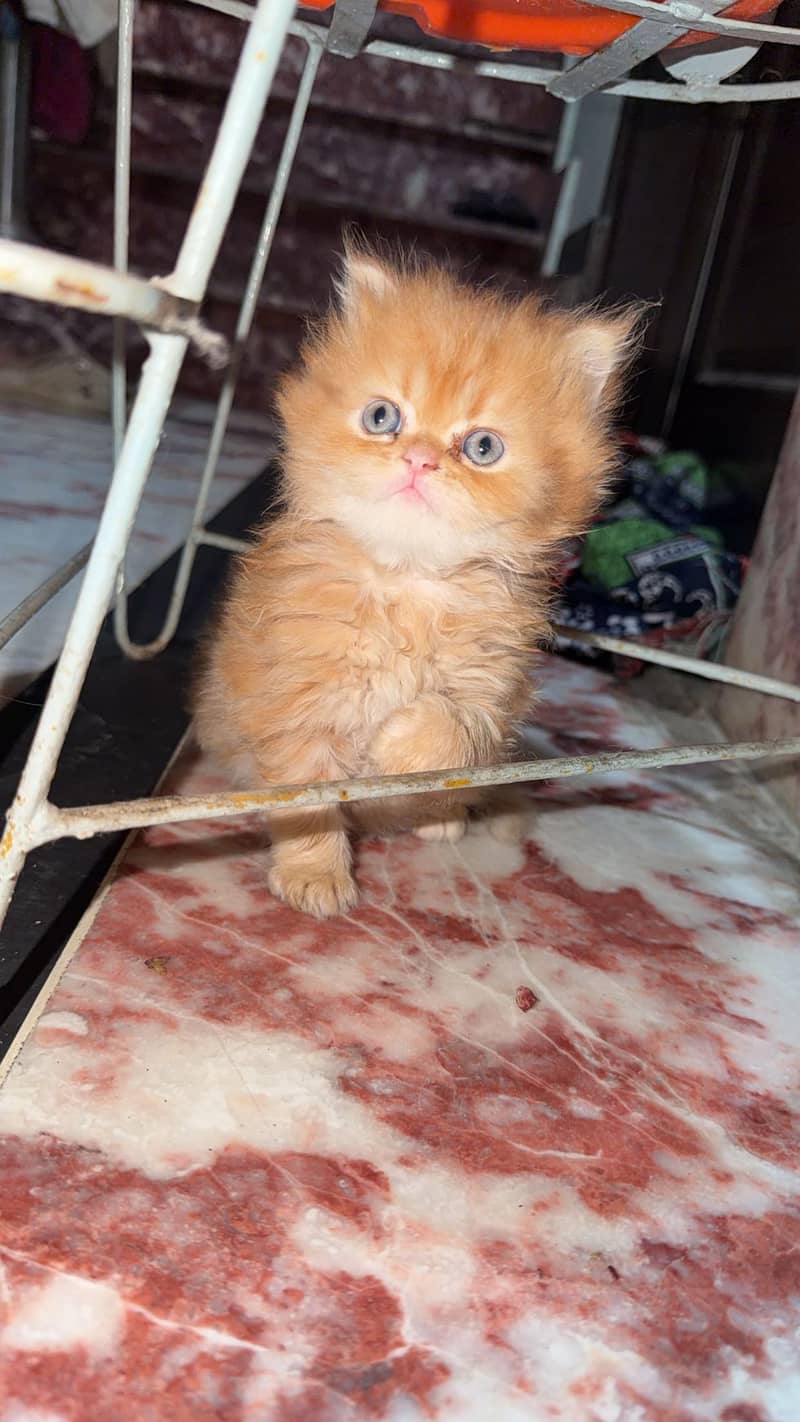 Punch face (kittens 4