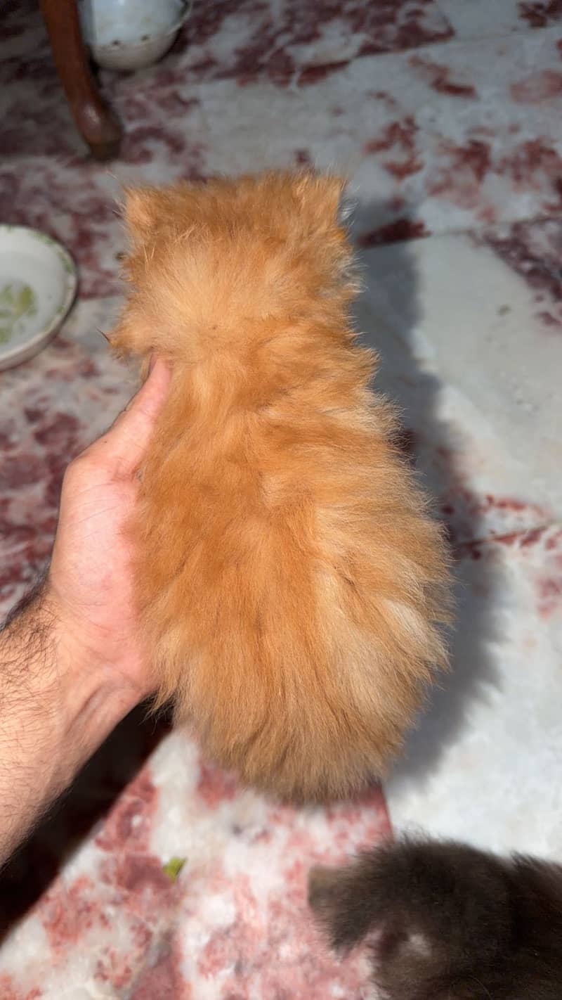 Punch face (kittens 5