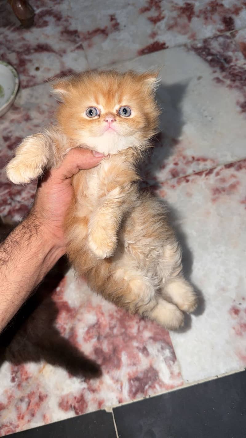 Punch face (kittens 6