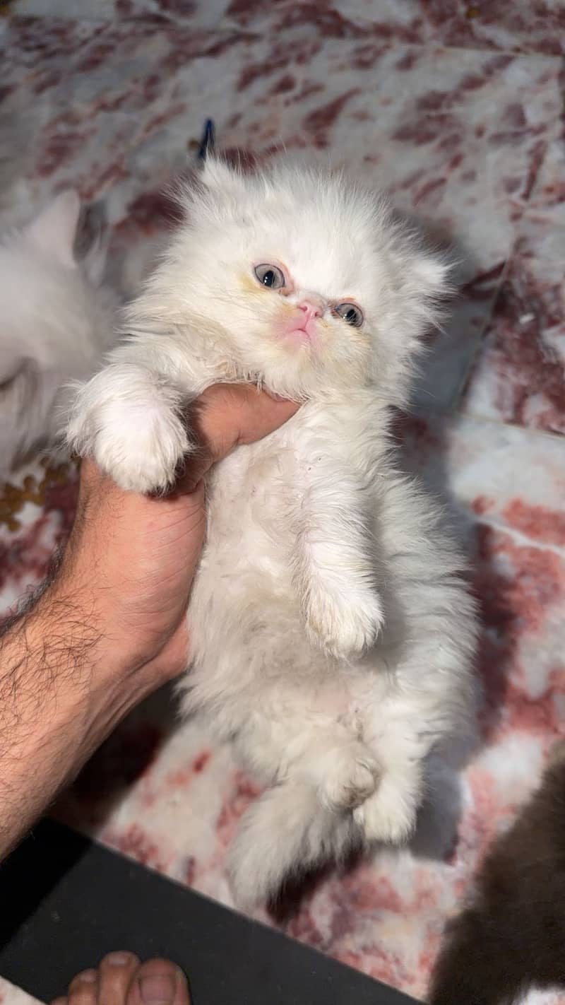 Punch face (kittens 7