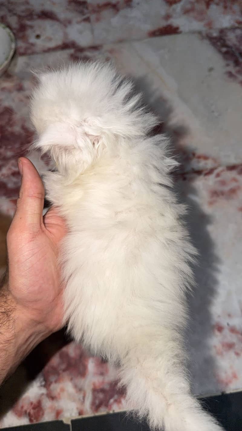 Punch face (kittens 8