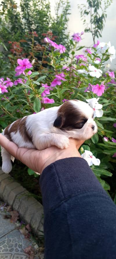 shihtzu pups