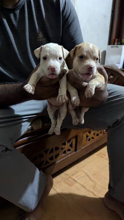 pitbull puppies pair looking for new home0/3/2/5/6/3/9/69/22