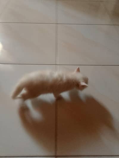Persian cat for sale