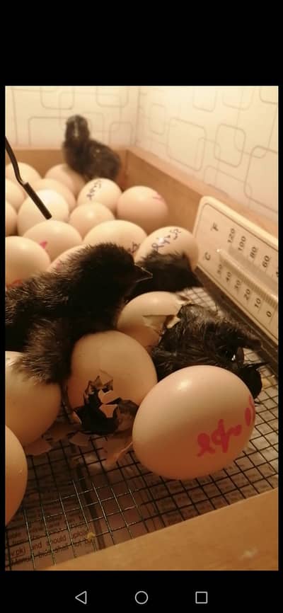 Ayam cemani Chicks