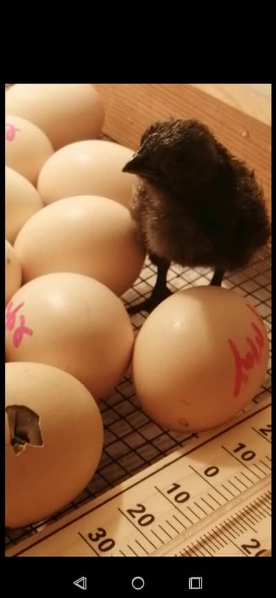 Ayam cemani Chicks