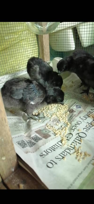 Ayam cemani Chicks