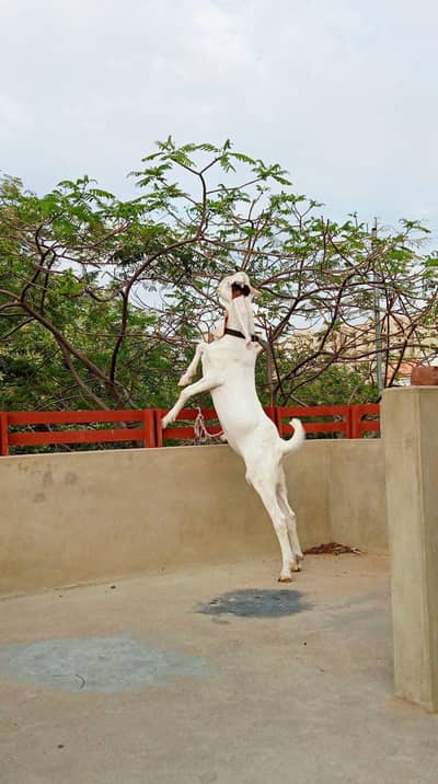 gulabi bakre