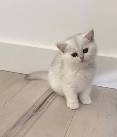 British Shorthair