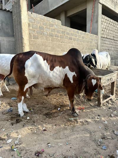 cow cow