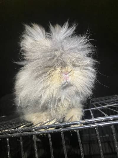 English angora bunny