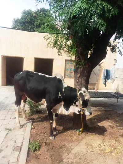 Qurbani ka janwar Donta