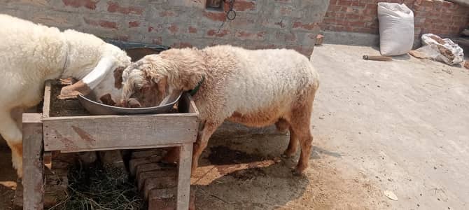 CHATRA FOR QURBANI 2026