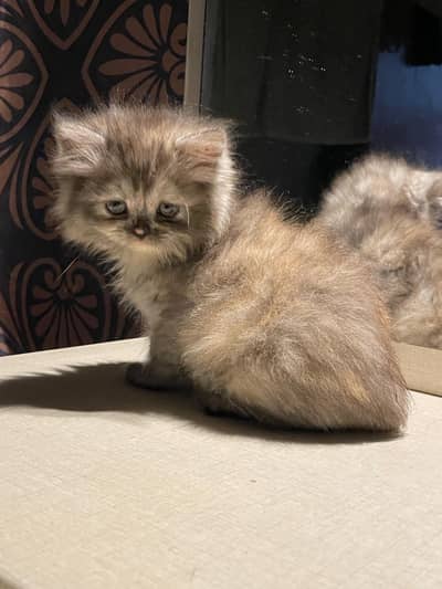 Kitten for sale