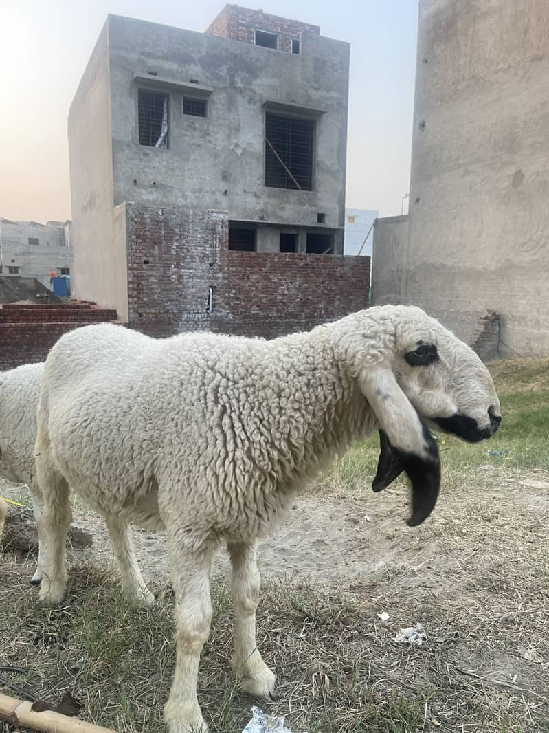 Desi Dunba 0