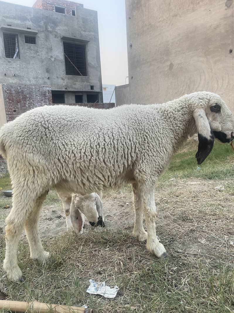 Desi Dunba 1