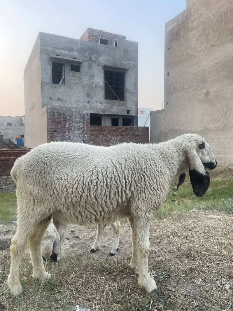 Desi Dunba 2