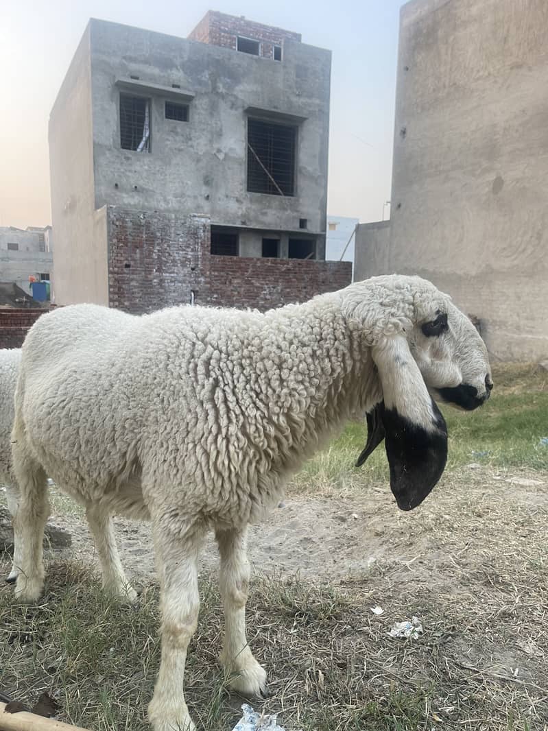 Desi Dunba 3