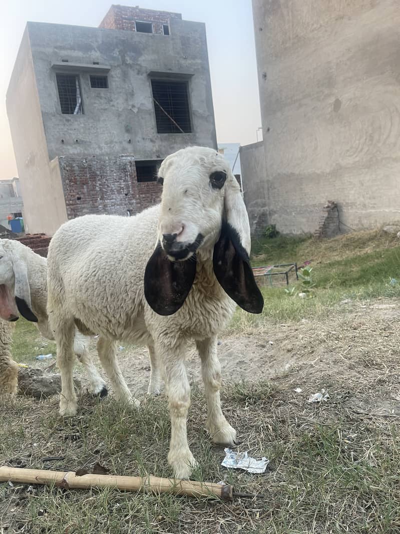 Desi Dunba 4