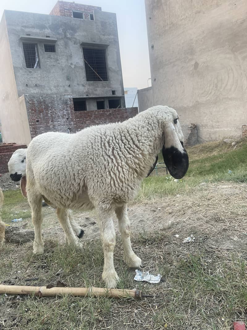 Desi Dunba 5