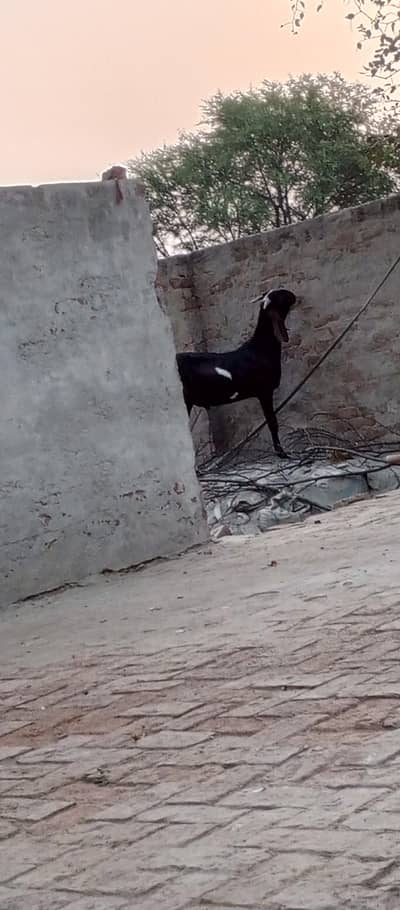 6 بکرے برائے فروخت