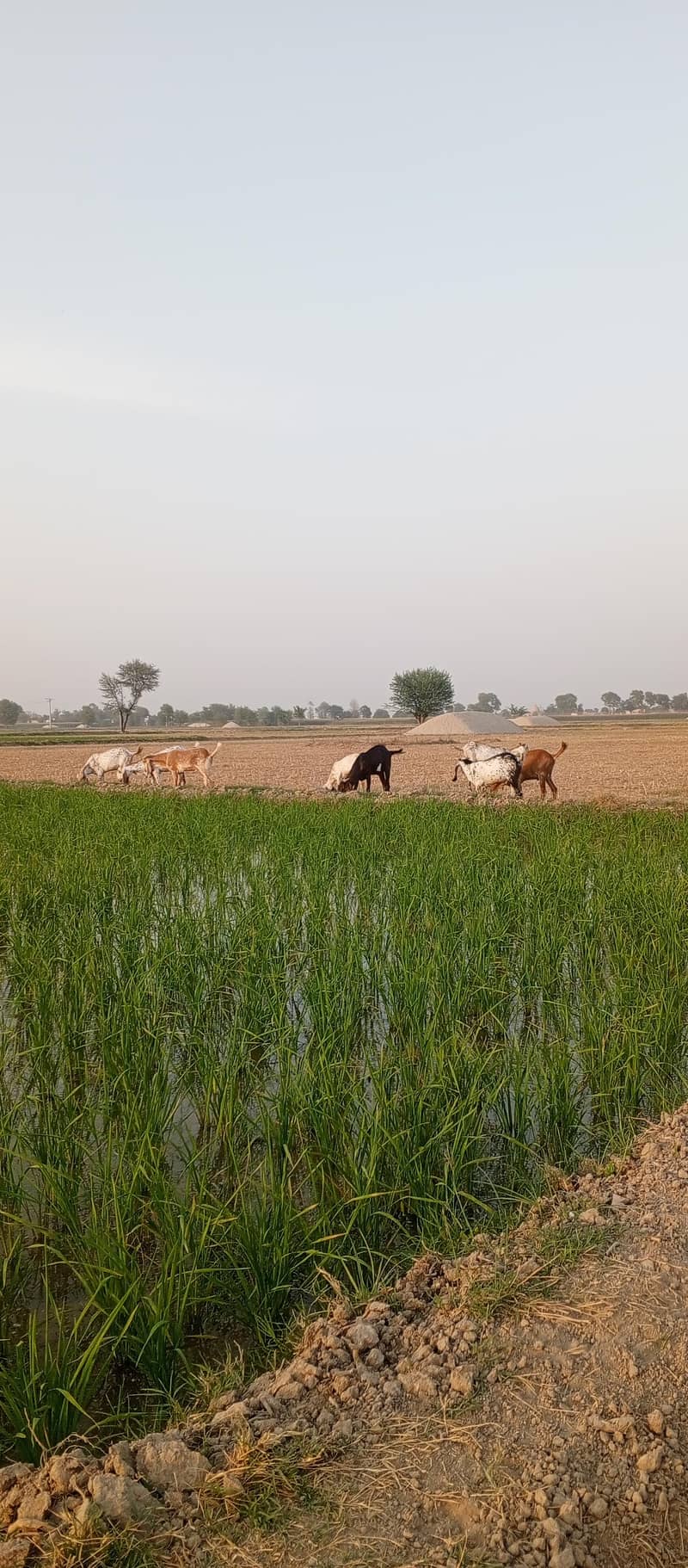 6 بکرے برائے فروخت 1