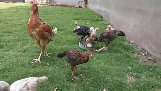 Aseel chick's with hen
