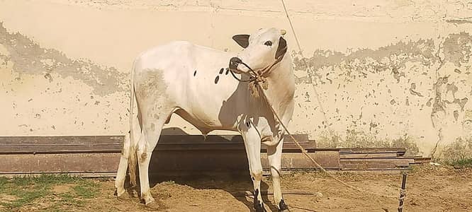 Fatejangi beal donda