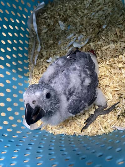 African Grey parrot chick / baby parrot