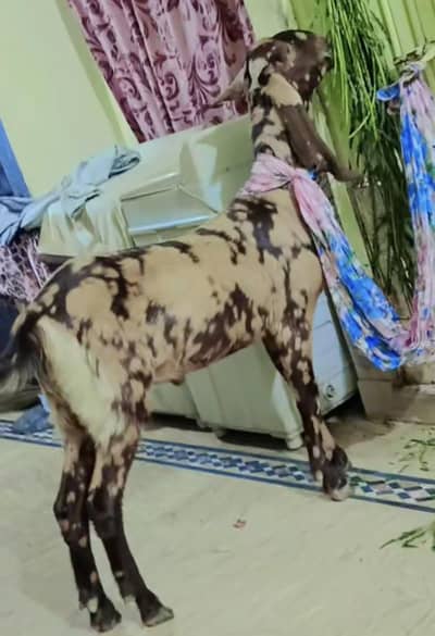 khasi bakra 2 dant
