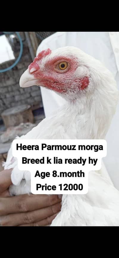 aseel heera white 4500 parmoz 6k exchang white femal 3017104771 cal wt