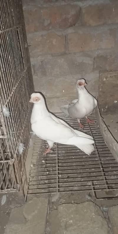 urgent sale