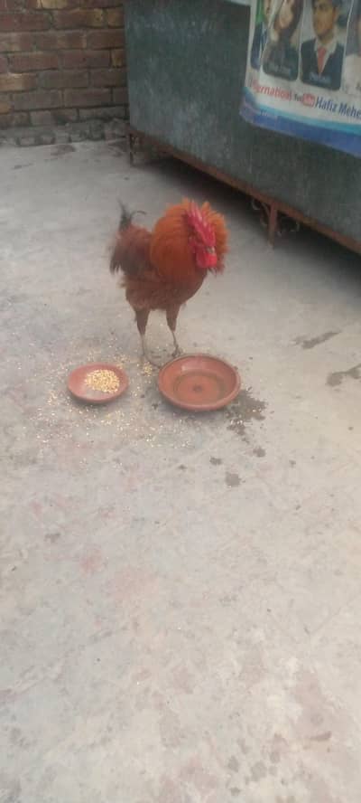 Desi murga
