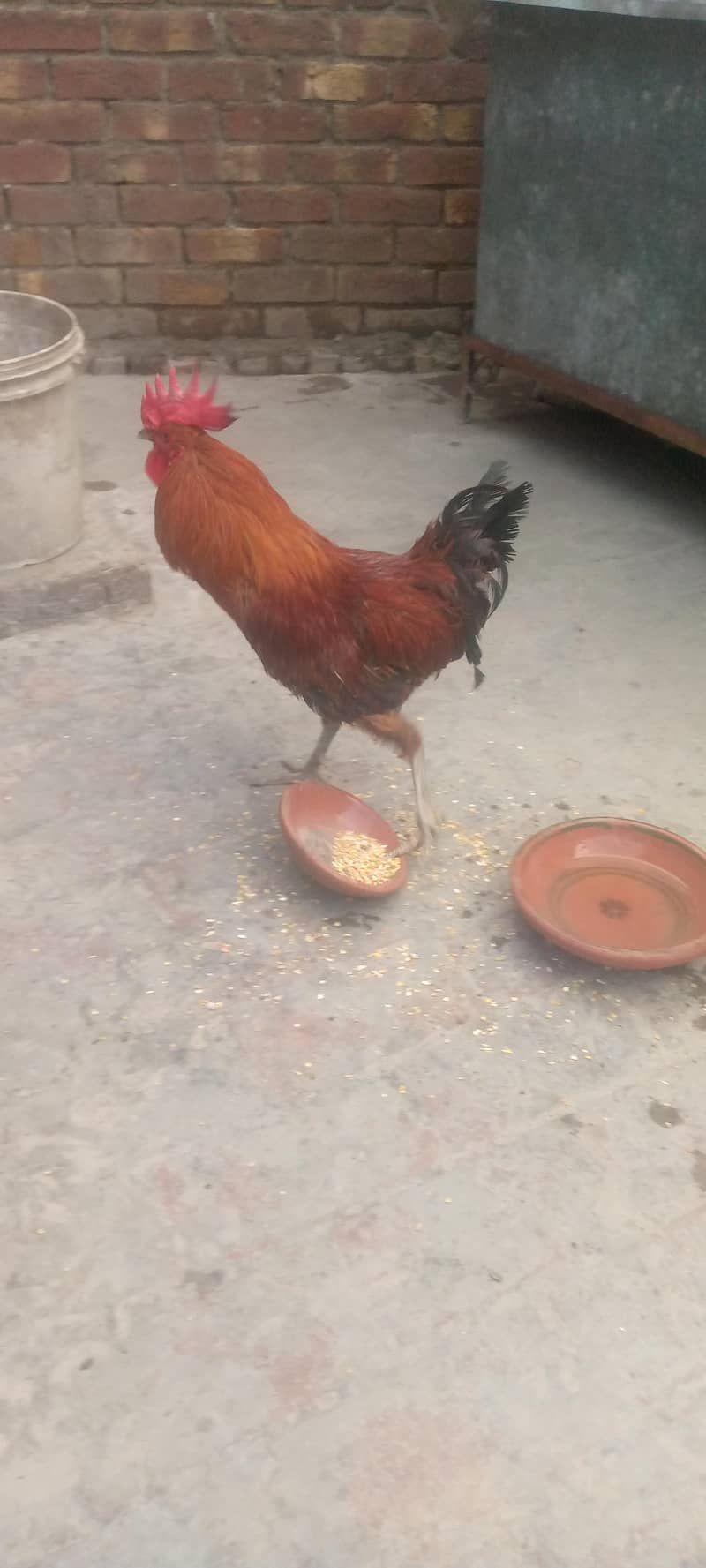 Desi murga 1