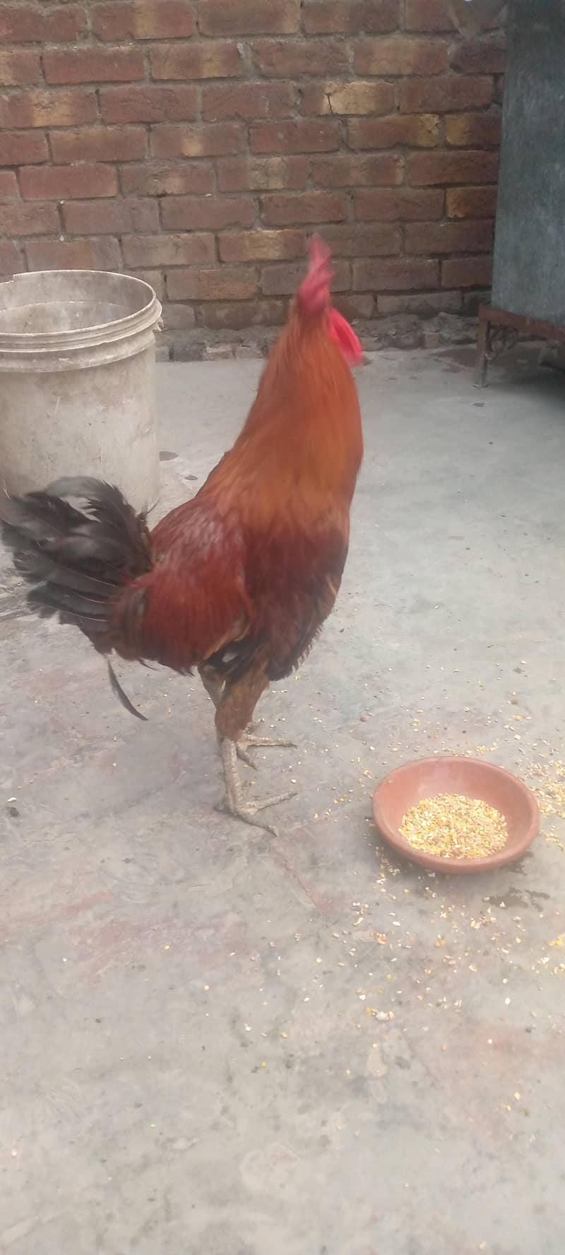 Desi murga 3